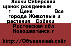 Хаски Сибирский (щенок рожденный 20.03.2017г.) › Цена ­ 25 000 - Все города Животные и растения » Собаки   . Ростовская обл.,Новошахтинск г.